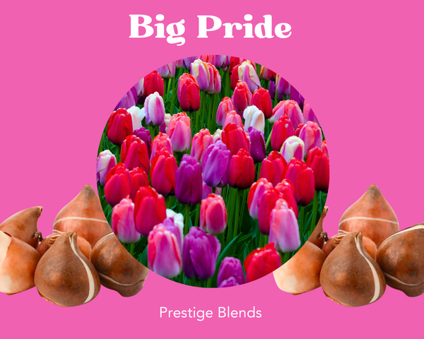 Big Pride Tulip Bulb Mix - PRE-ORDER