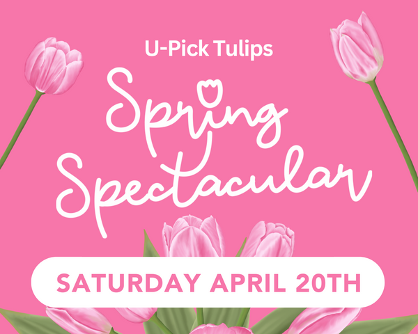 U-Pick Tulips: Spring Spectacular - Saturday 4/20