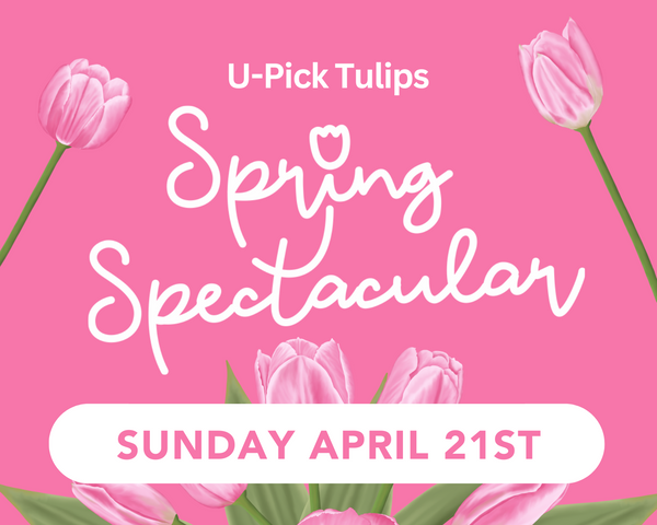 U-Pick Tulips: Spring Spectacular - Sunday 4/21
