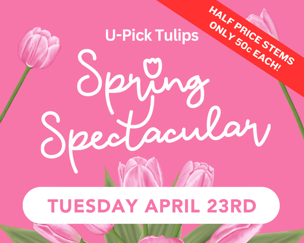 U-Pick Tulips: Spring Spectacular - Tuesday 4/23
