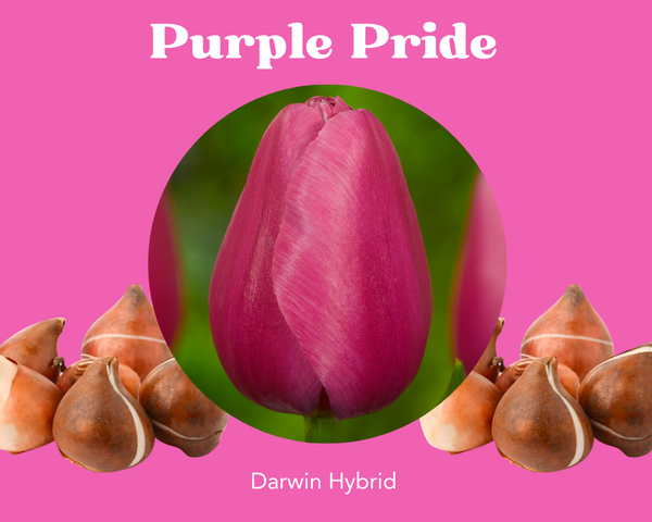 Purple Pride Tulip Bulbs - PRE-ORDER