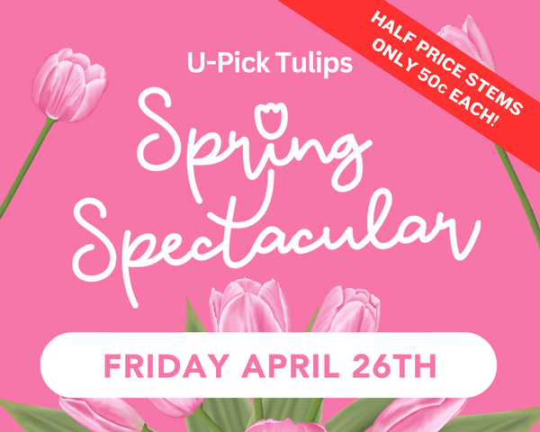 U-Pick Tulips: Spring Spectacular - Friday 4/26