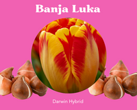 Banja Luka Tulip Bulbs - PRE-ORDER