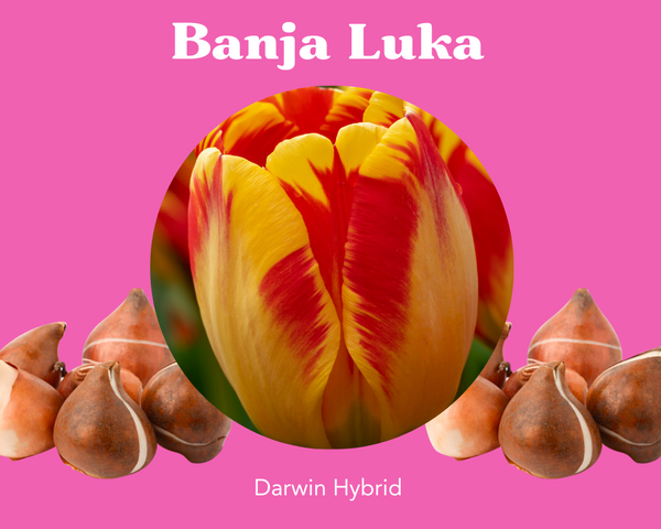 Banja Luka Tulip Bulbs - PRE-ORDER