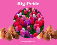 Mezcla de bulbos de tulipán Big Pride - PRE-ORDEN