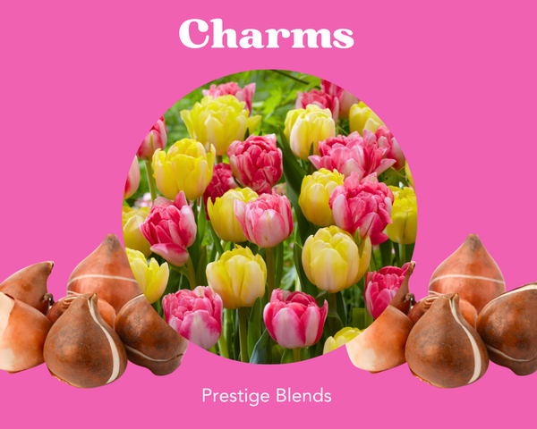 Charms Mezcla de bulbos de tulipán - PRE-ORDEN