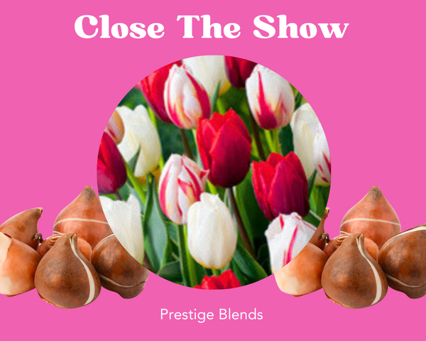 Close The Show Mezcla de bulbos de tulipán - PRE-ORDEN