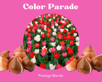 Mezcla de bulbos de tulipán Color Parade - PRE-ORDEN