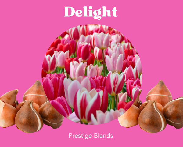 Mezcla de bulbos de tulipán Delight - PRE-ORDEN