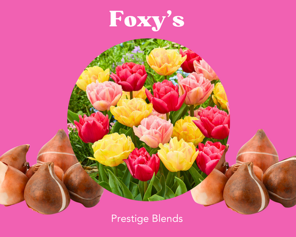 Mezcla de bulbos de tulipán de Foxy - PRE-ORDEN