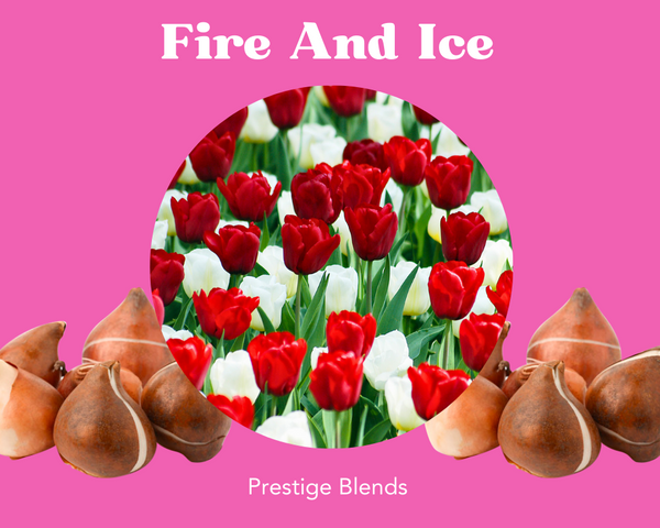 Mezcla de bulbos de tulipán fuego y hielo - PRE-ORDEN