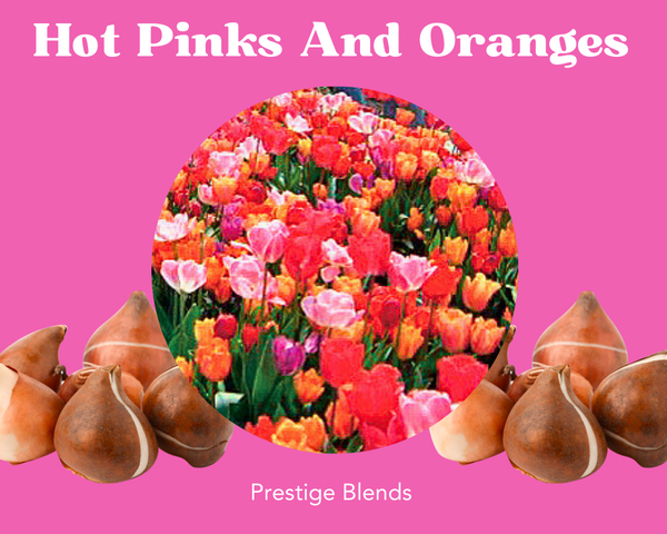 Mezcla de bulbos de tulipán de rosas fuertes y naranjas - PRE-ORDEN
