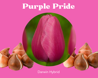 Bulbos de tulipán Purple Pride - PRE-ORDEN