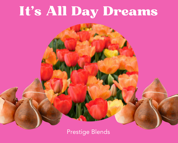 Mezcla de bulbos de tulipán It's All Day Dreams - PRE-ORDEN