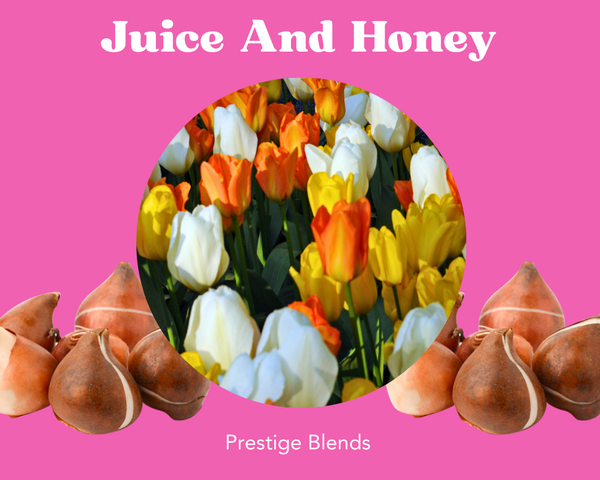 Mezcla de bulbos de tulipán con jugo y miel - PRE-ORDEN