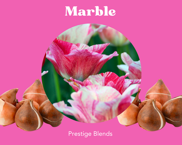 Mezcla de bulbos de tulipán de mármol - PRE-ORDEN