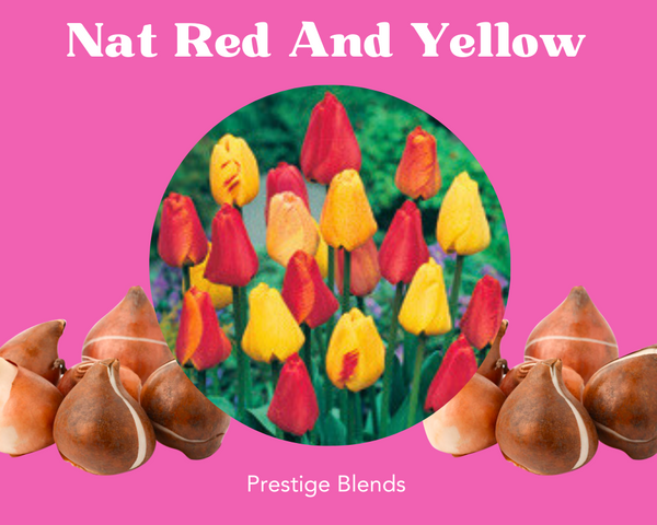 Mezcla de bulbos de tulipán rojo y amarillo Nat - PRE-ORDEN