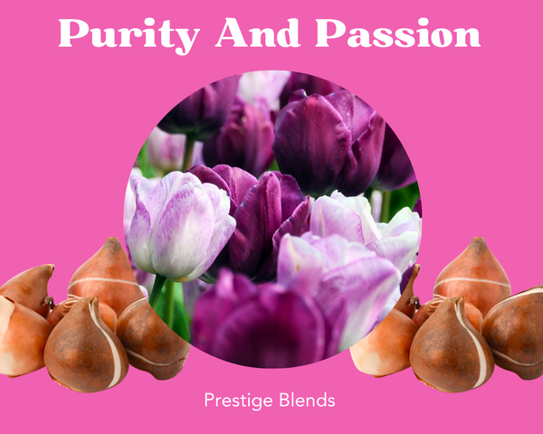 Mezcla de bulbos de tulipán Pureza y Pasión - PRE-ORDEN