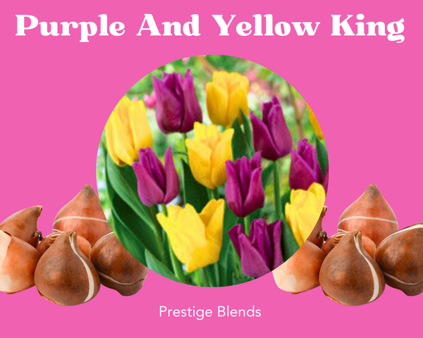Mezcla de bulbos de tulipán rey morado y amarillo - PRE-ORDEN