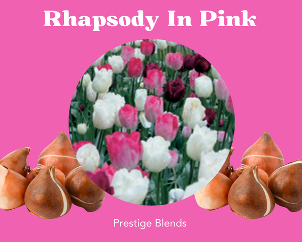 Rhapsody In Pink Tulip Bulb Mix - PRE-ORDER