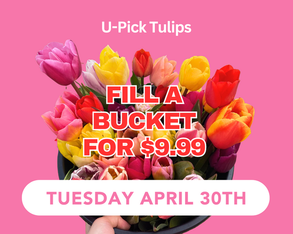 U-Pick Tulips: Spring Spectacular - Tuesday 4/30