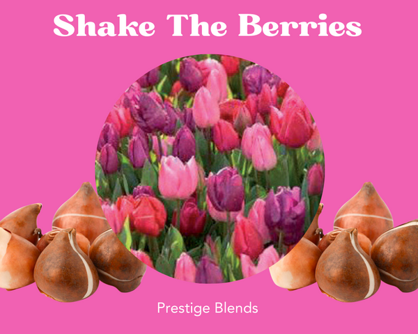 Mezcla de bulbos de tulipán Shake the Berries - PRE-ORDEN
