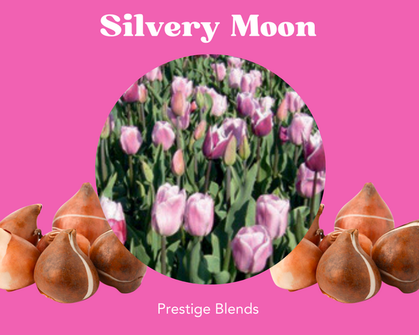 Mezcla de bulbos de tulipán Silvery Moon - PRE-ORDEN