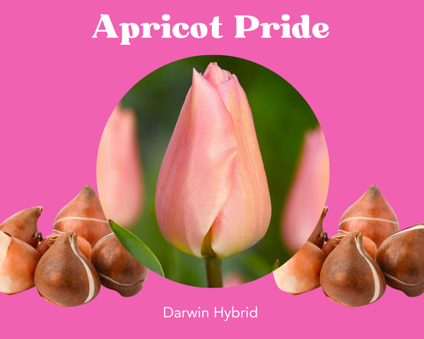 Bulbos de tulipán Apricot Pride - PRE-ORDEN