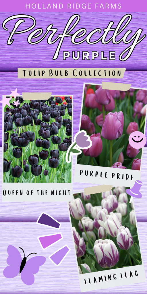 Perfectly Purple (Tulip Bulb Collection)