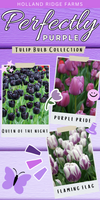 Perfectly Purple (Tulip Bulb Collection)