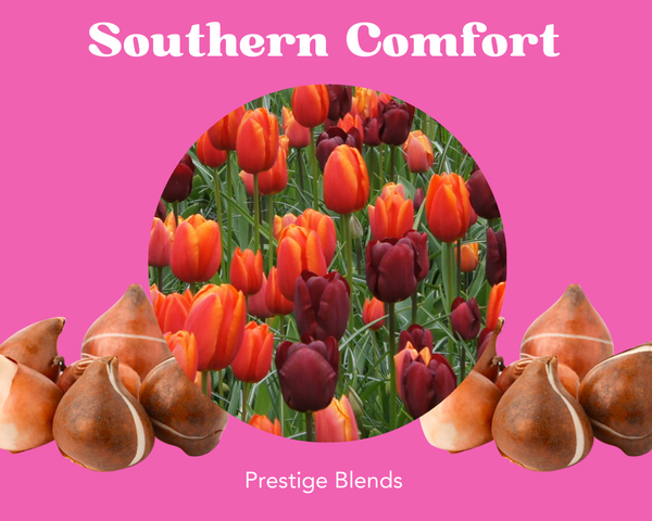 Mezcla de bulbos de tulipán Southern Comfort - PRE-ORDEN