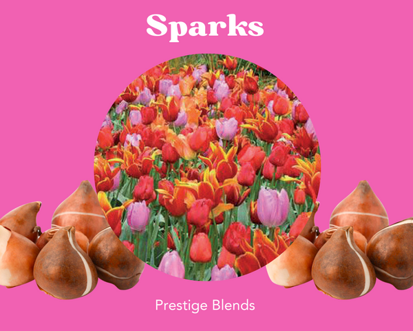 Mezcla de bulbos de tulipán Sparks - PRE-ORDEN