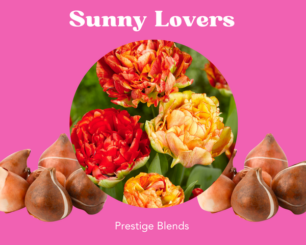 Mezcla de bulbos de tulipán Sunny Lovers - PRE-ORDEN