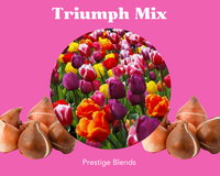 Colección de bombillas Triumph Mix Tulip - PRE-ORDEN
