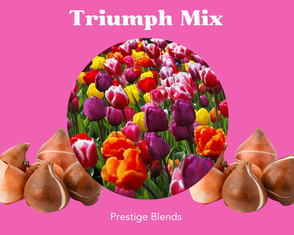 Colección de bombillas Triumph Mix Tulip - PRE-ORDEN
