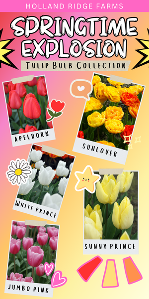 Springtime Explosion (Tulip Bulb Collection)