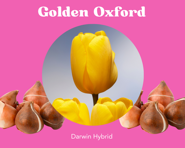 Bulbos de tulipán Oxford dorados - PRE-ORDEN