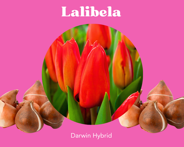 Bulbos de Tulipán Lalibela - RESERVA