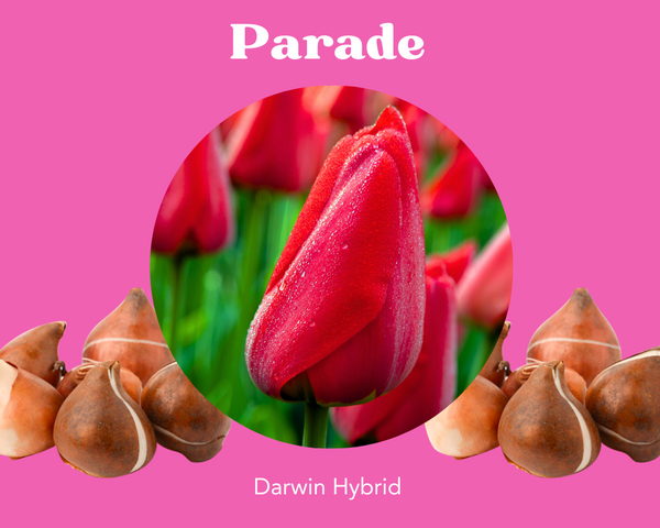 Parade Tulip Bulbs