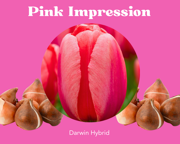 Bulbos de tulipán de impresión rosa