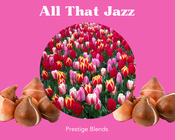 Mezcla de bulbos All That Jazz Tulip - PRE-ORDEN