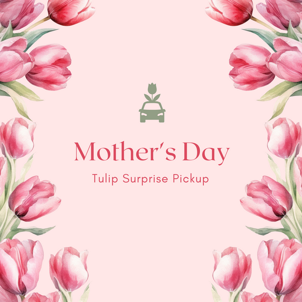 Recogida sorpresa de tulipanes para el día de la madre